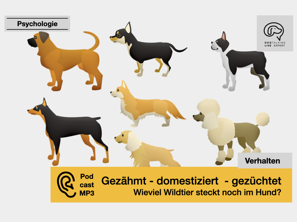 Audio Gezähmt - domestiziert - gezüchtet - Wieviel Wildtier steckt noch im Hund?