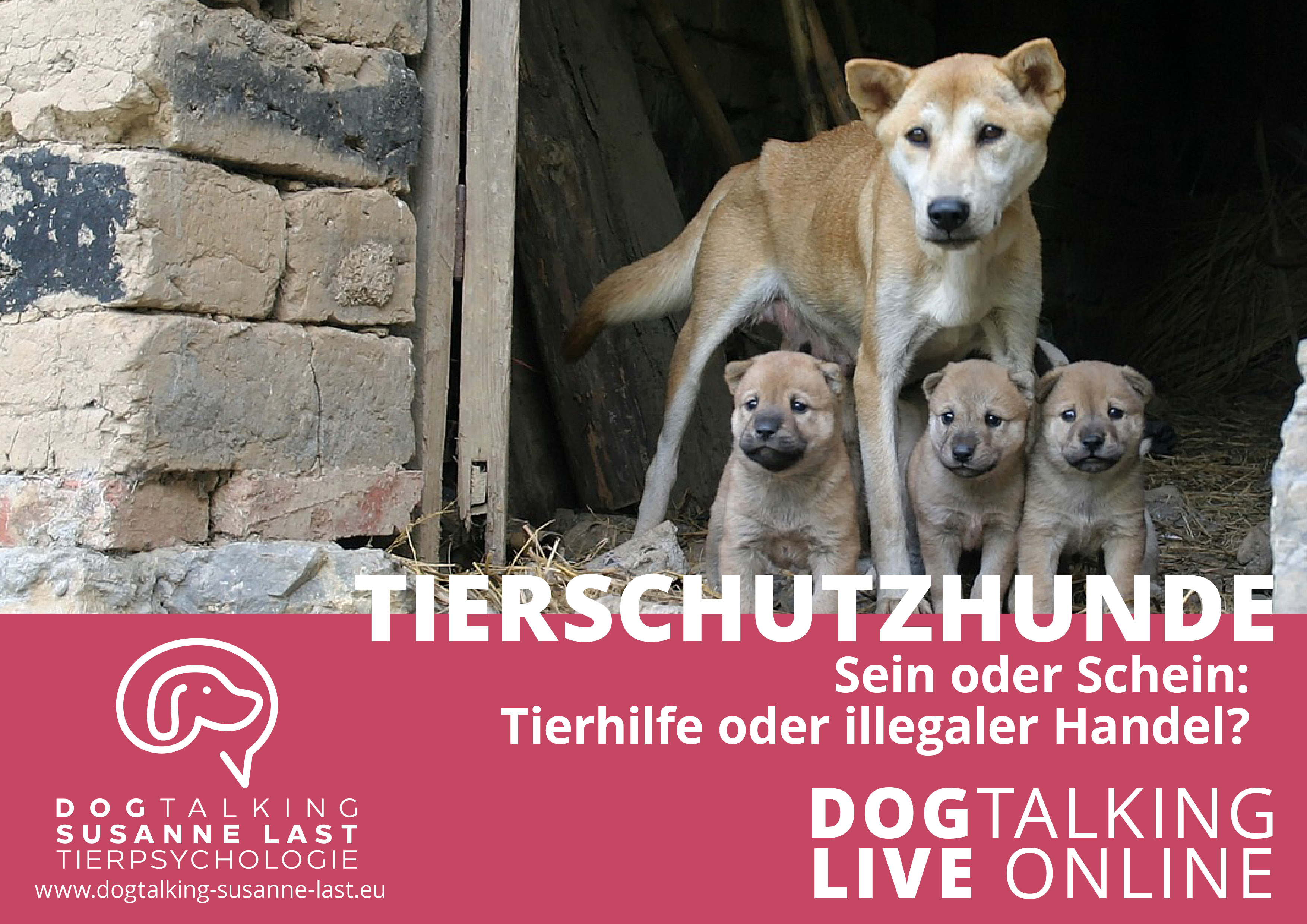 Tierschutzhunde - Sein oder Schein: Tierhilfe oder illegaler Handel?