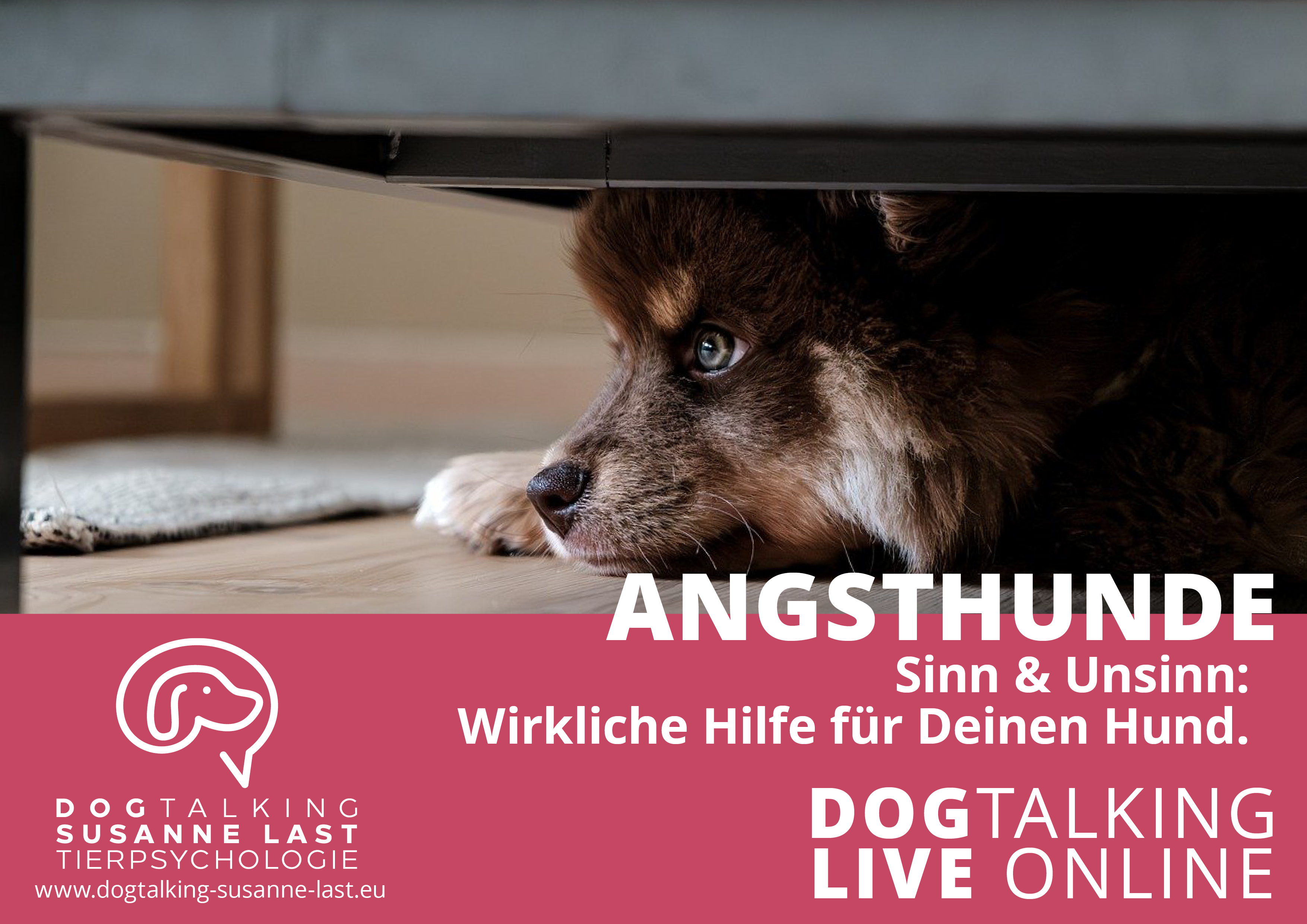 Angsthunde Sinn & Unsinn: Wirkliche Hilfe für Deinen Hund