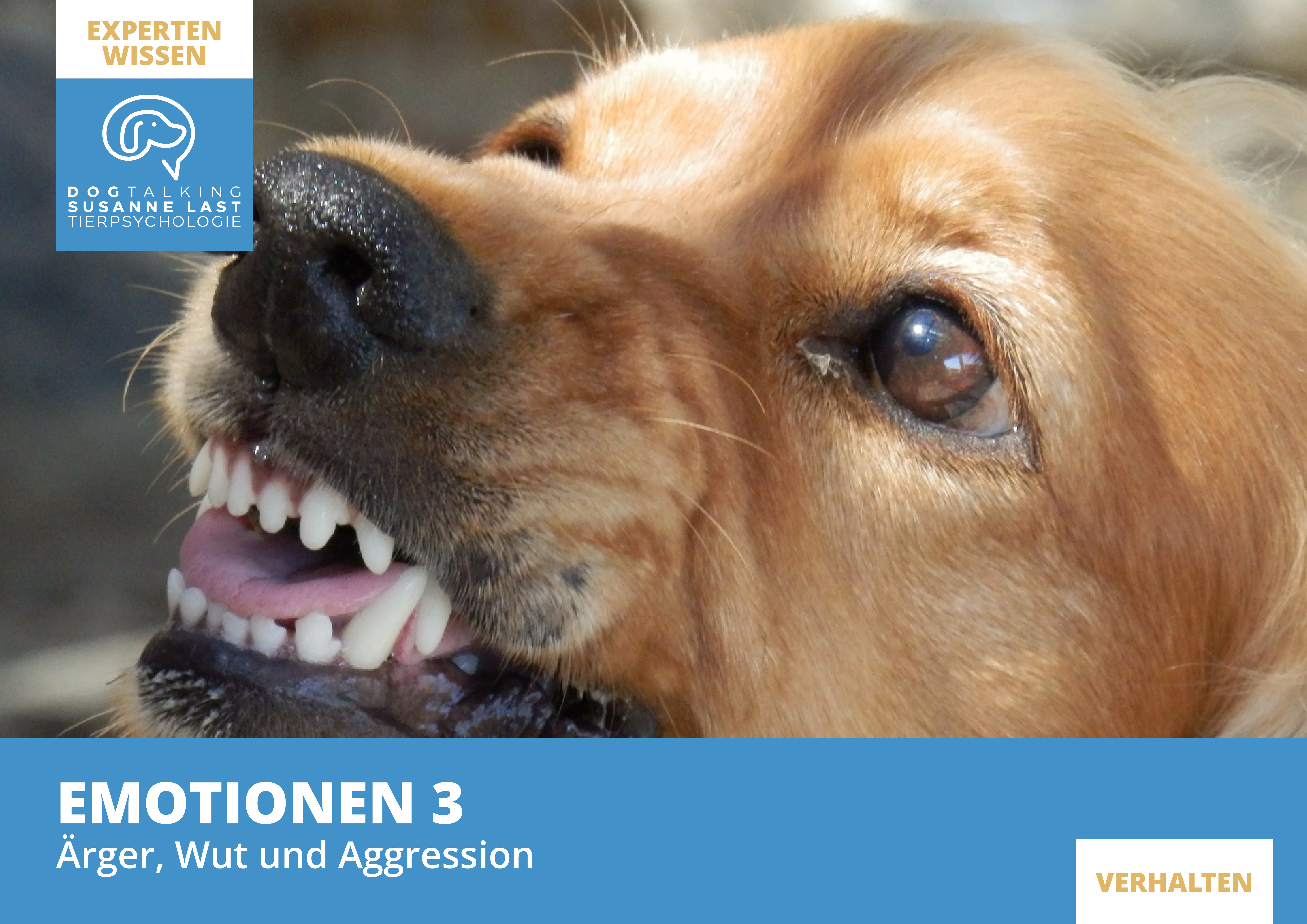 Emotionen 3: Ärger, Wut und Aggression