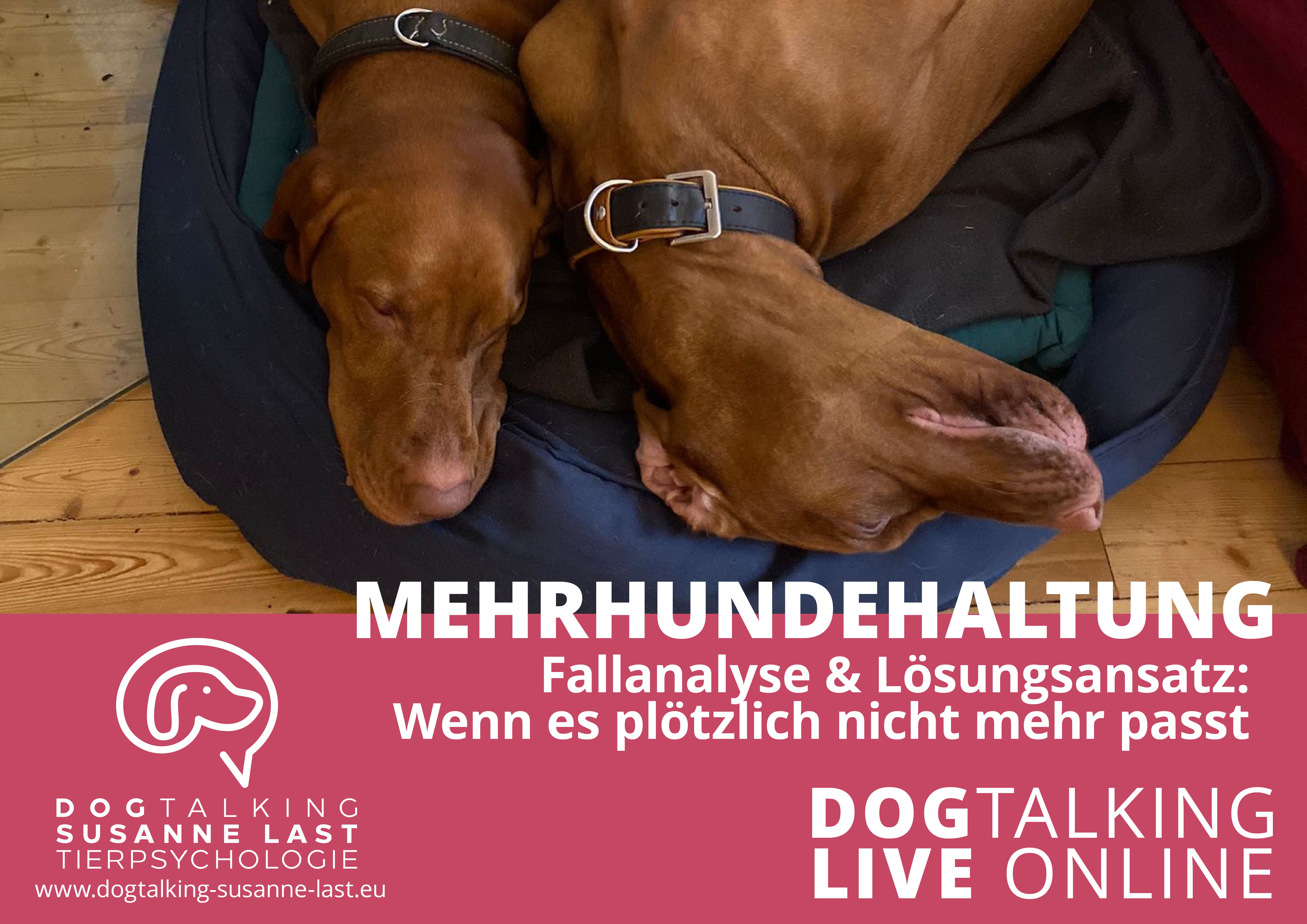 Mehrhundehaltung: Fallanalyse und Lösungsansatz: Wenn es plötzlich nicht mehr passt