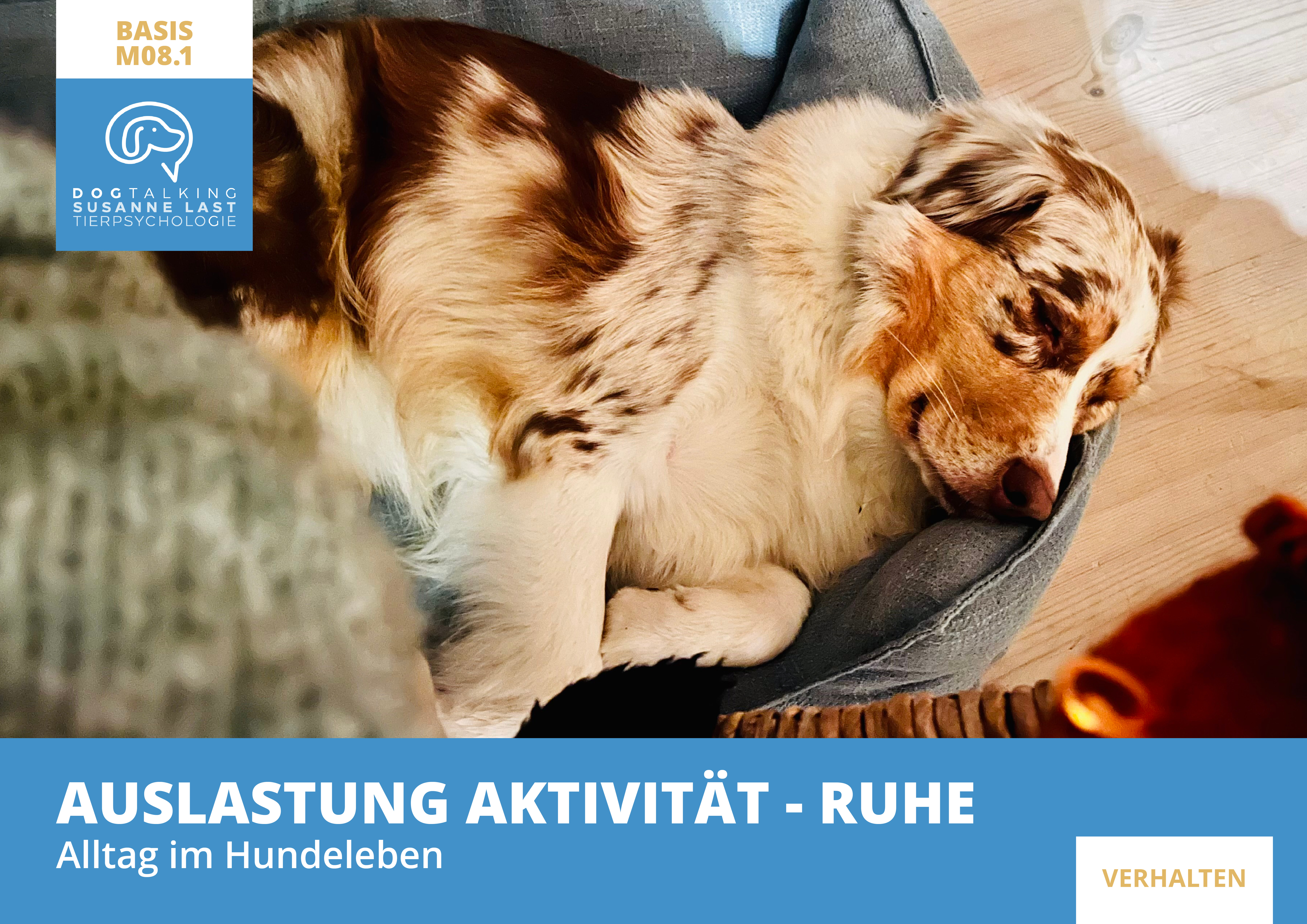 M08.1 Auslastung Aktivität - Ruhe - Alltag im Hundeleben