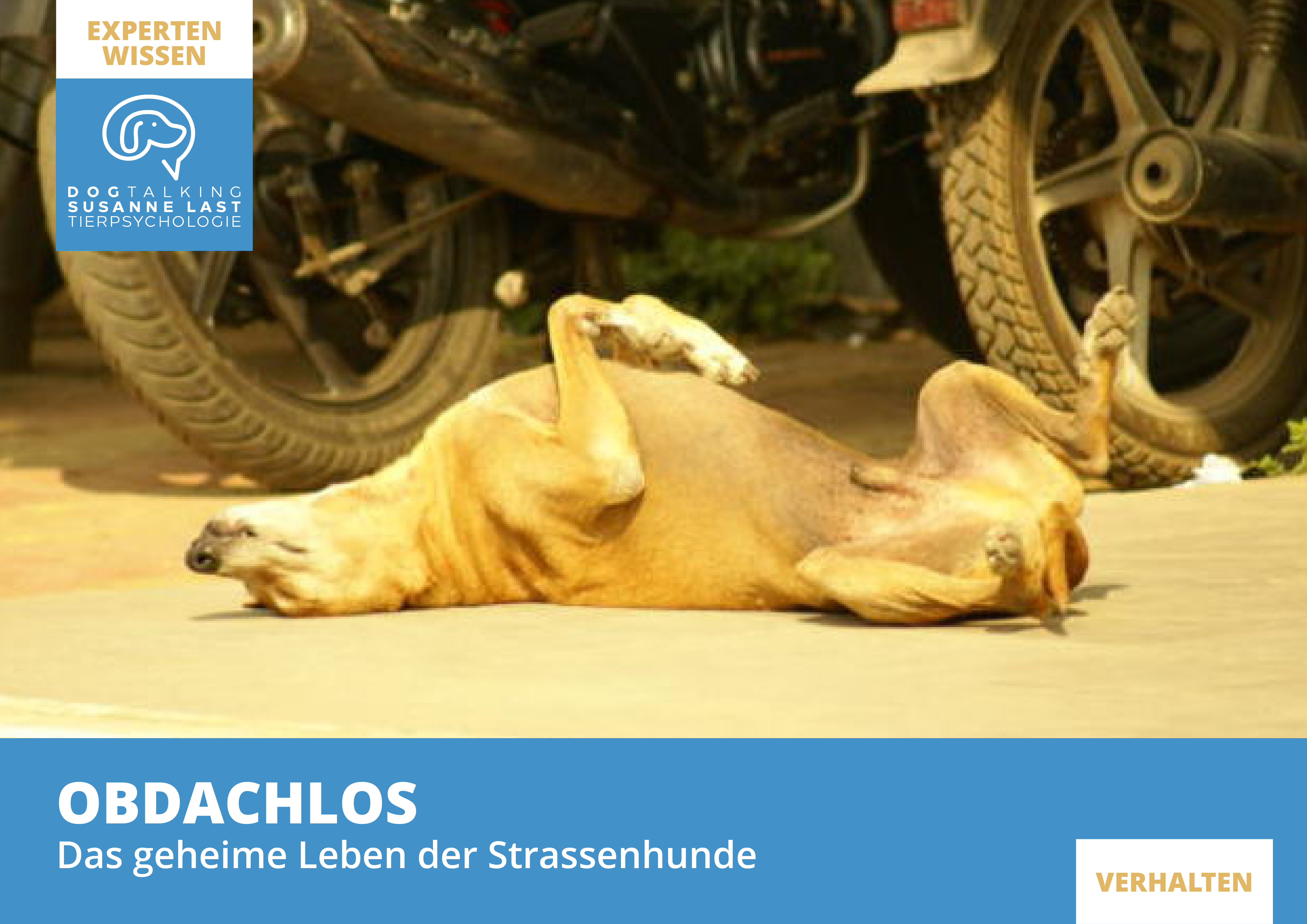 Obdachlos – Das geheime Leben der Strassenhunde